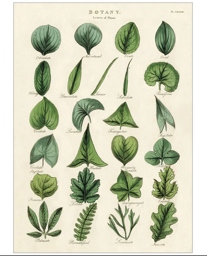 Botany Leaves - Wrap