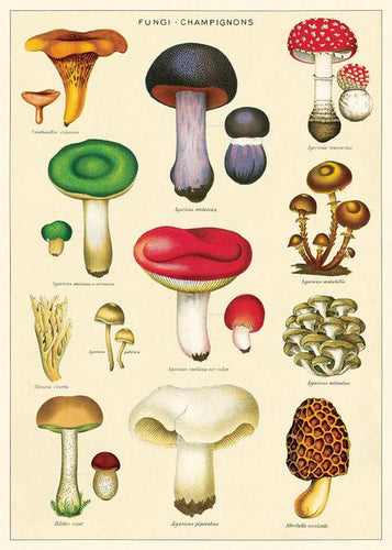 Mushrooms 2 Posters