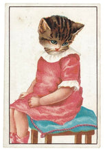 El pequeño libro de los Gatos