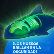 Glow-in-the-Dark Great White Shark Dissection Lab