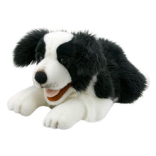 Playful Puppies: Border Collie