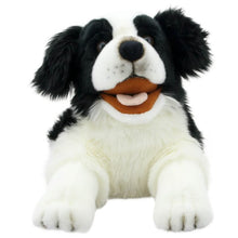 Playful Puppies: Border Collie