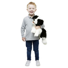 Playful Puppies: Border Collie