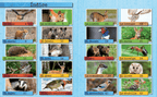 Los animales del bosque