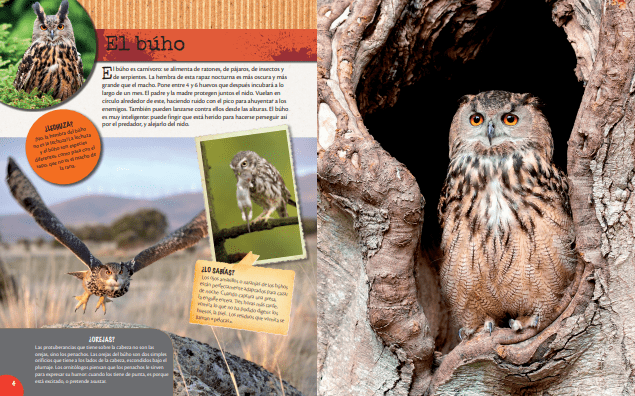 Los animales del bosque