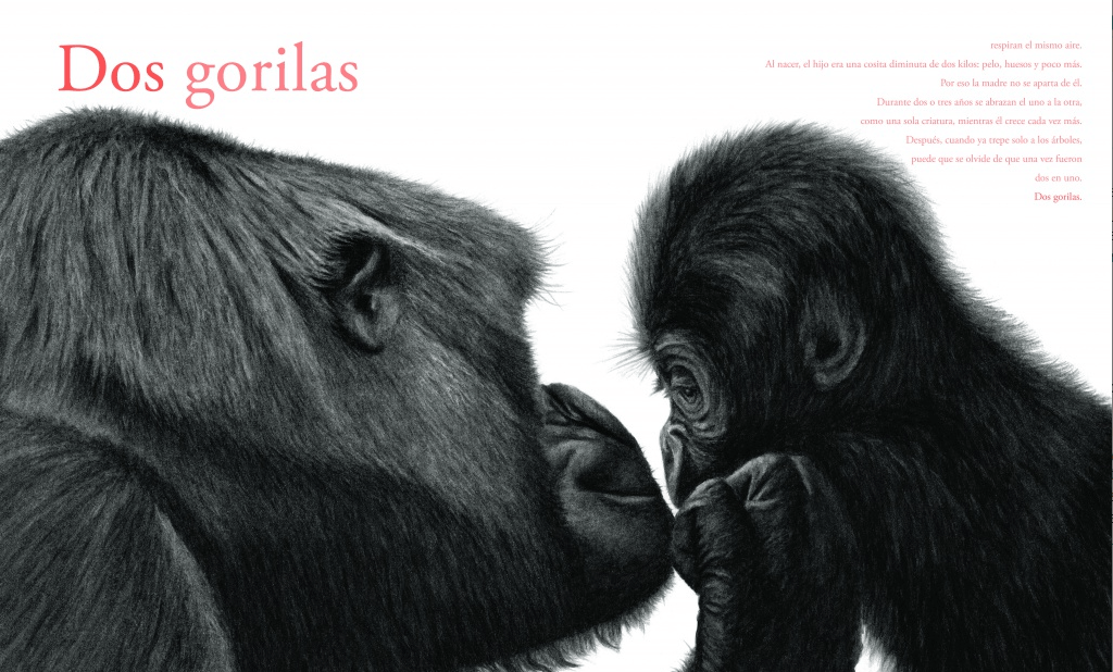 Contar Leones