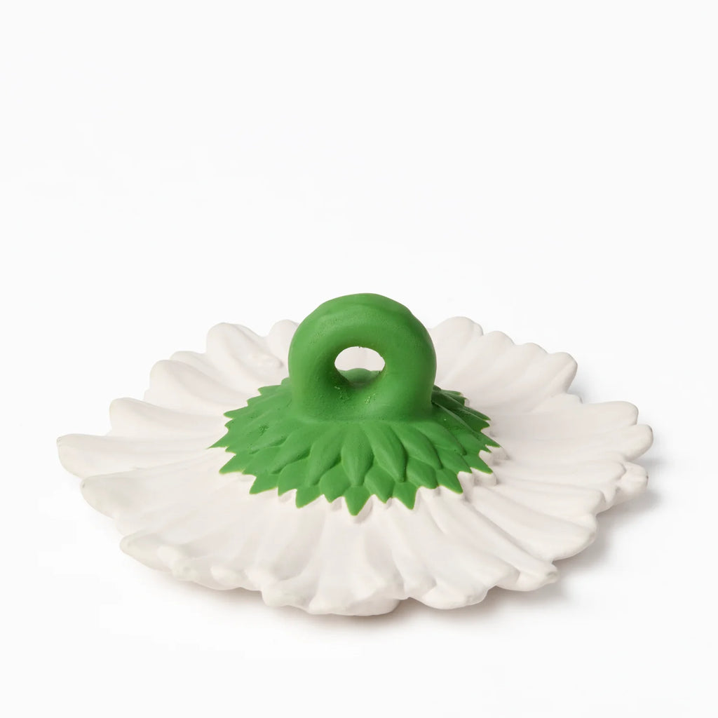 Margarita the Daisy
