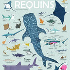 Discovery Sharks