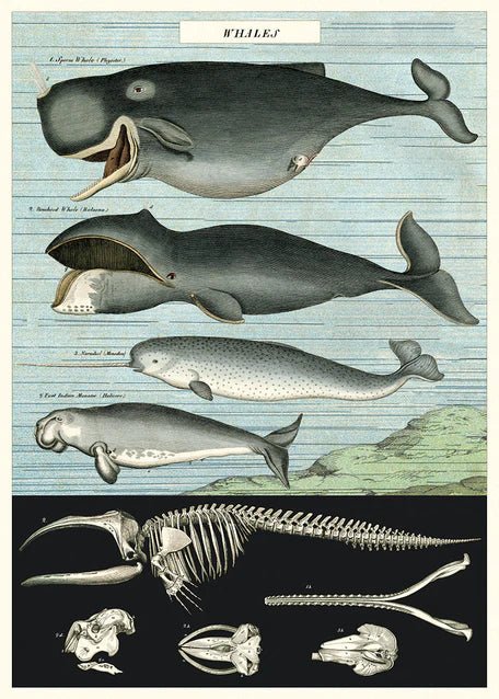 Wrap- Whale