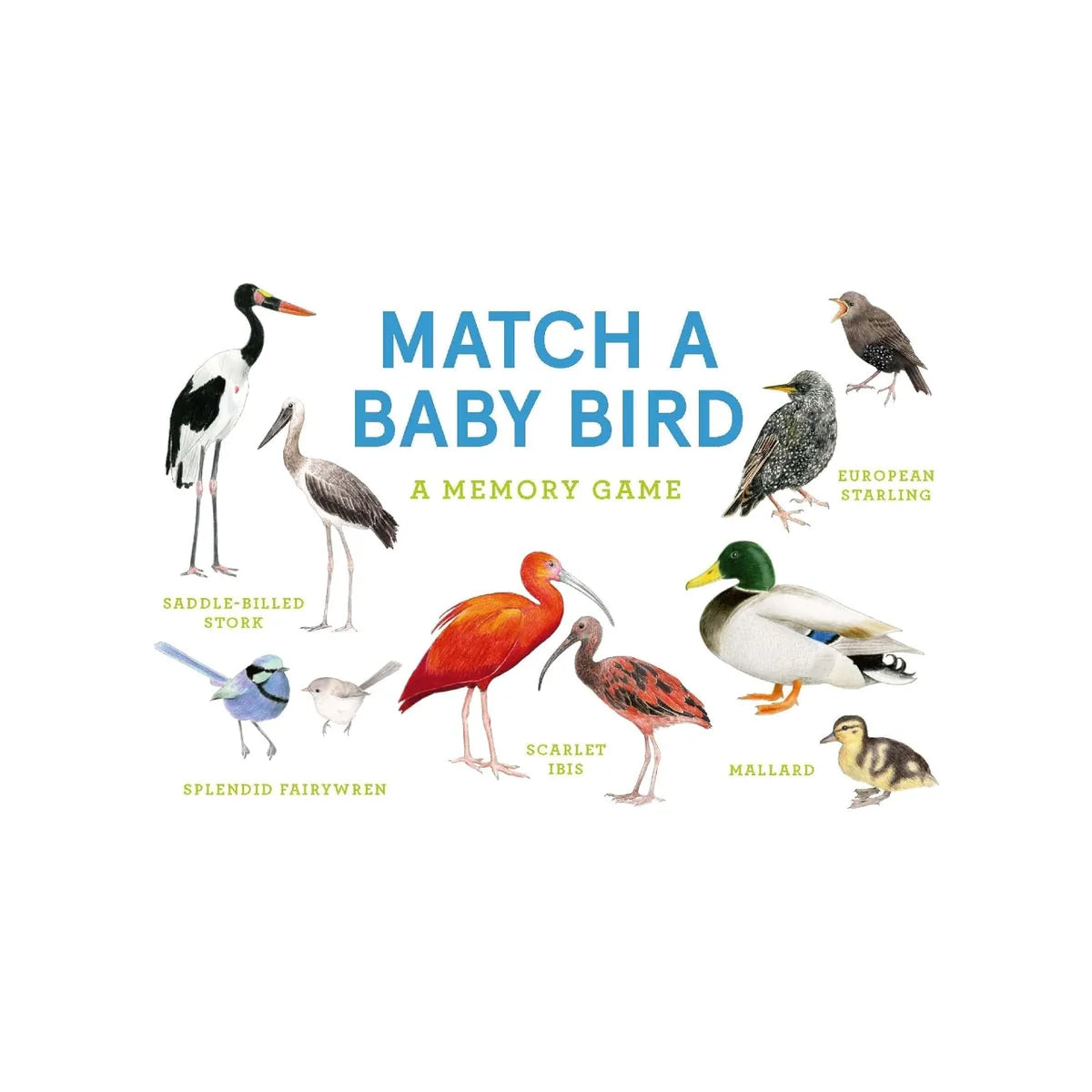 Match a Baby Bird