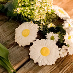 Margarita the Daisy