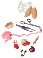 Squishy Human Body