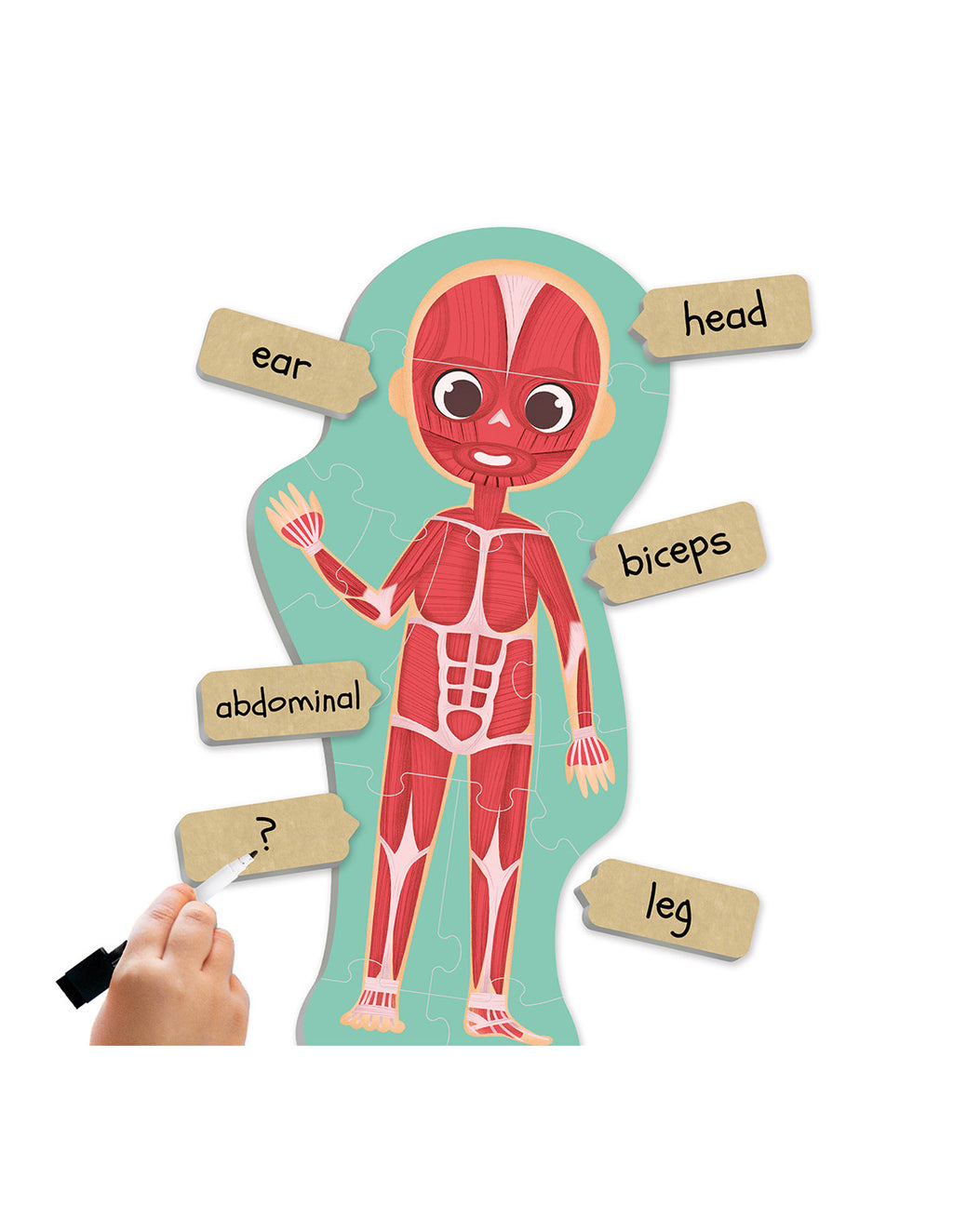 Maxi-puzle Descubre e identifica el cuerpo humano