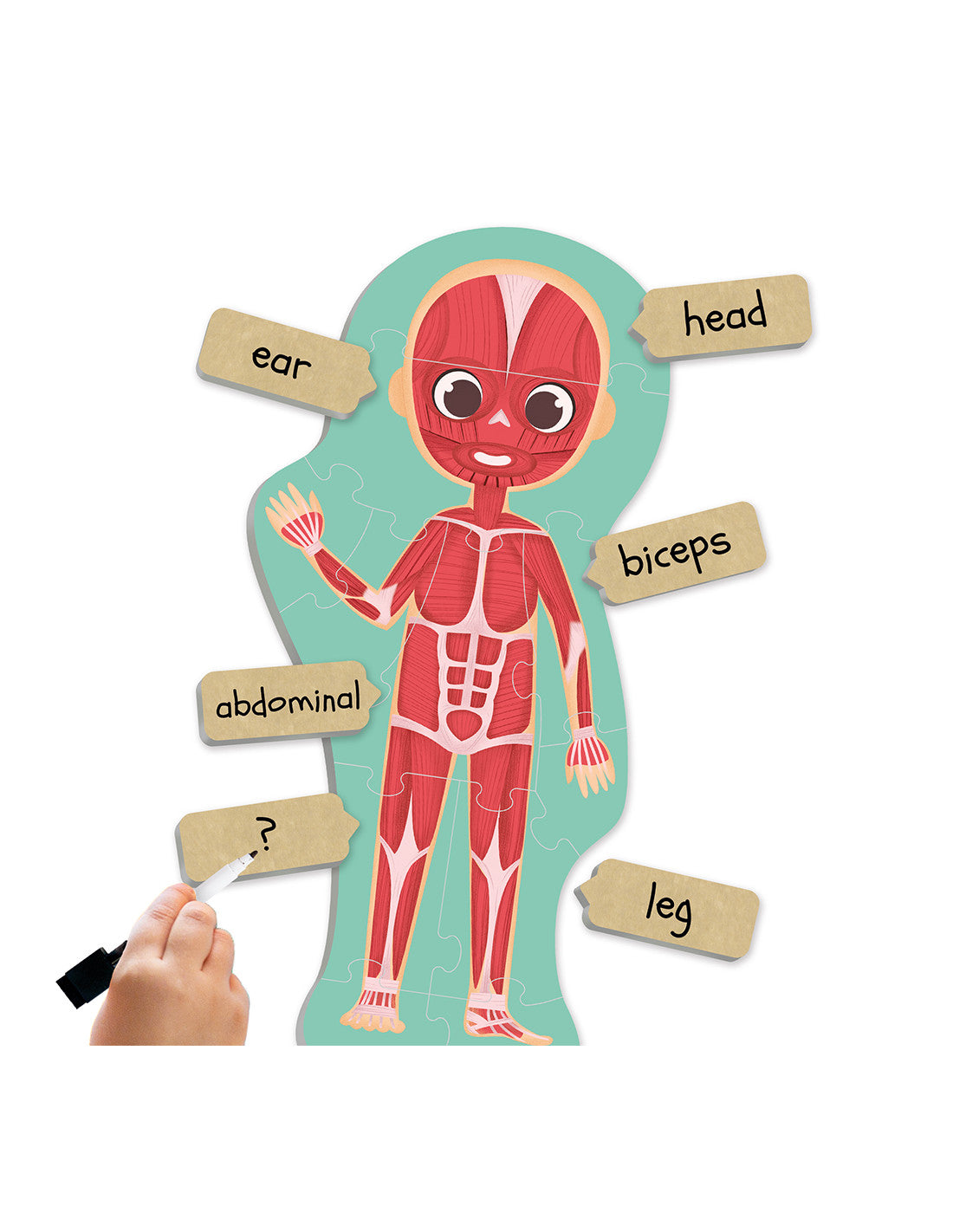 Maxi-puzle Descubre e identifica el cuerpo humano