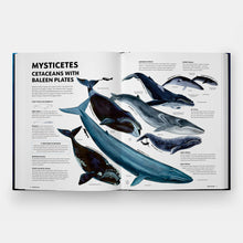 Mysteries of Marine Mammals