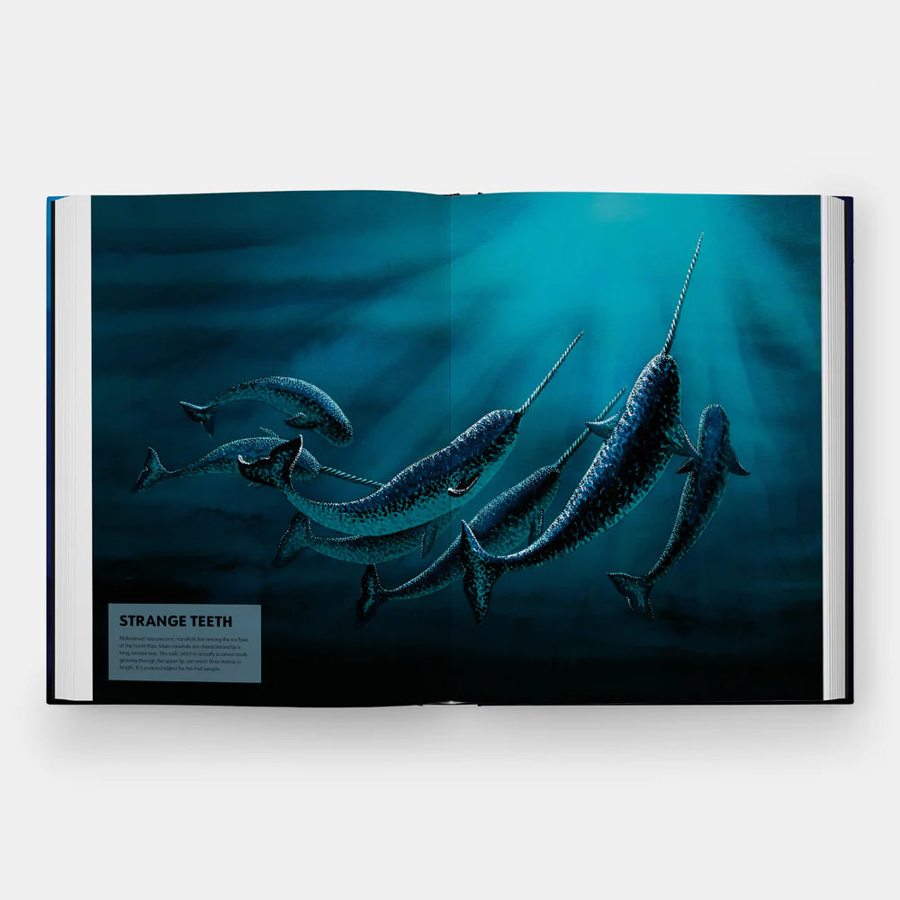 Mysteries of Marine Mammals