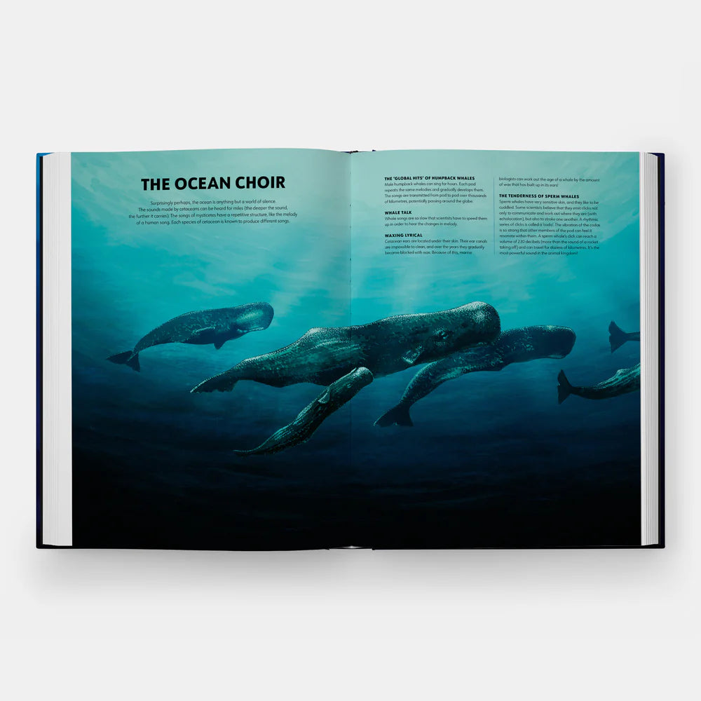 Mysteries of Marine Mammals