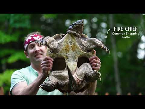 The Book of Turtles