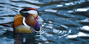 The Tale of the Mandarin Duck