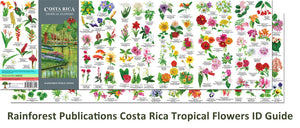 Costa Rica Tropical Flowers Identification Guide