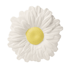 Margarita the Daisy