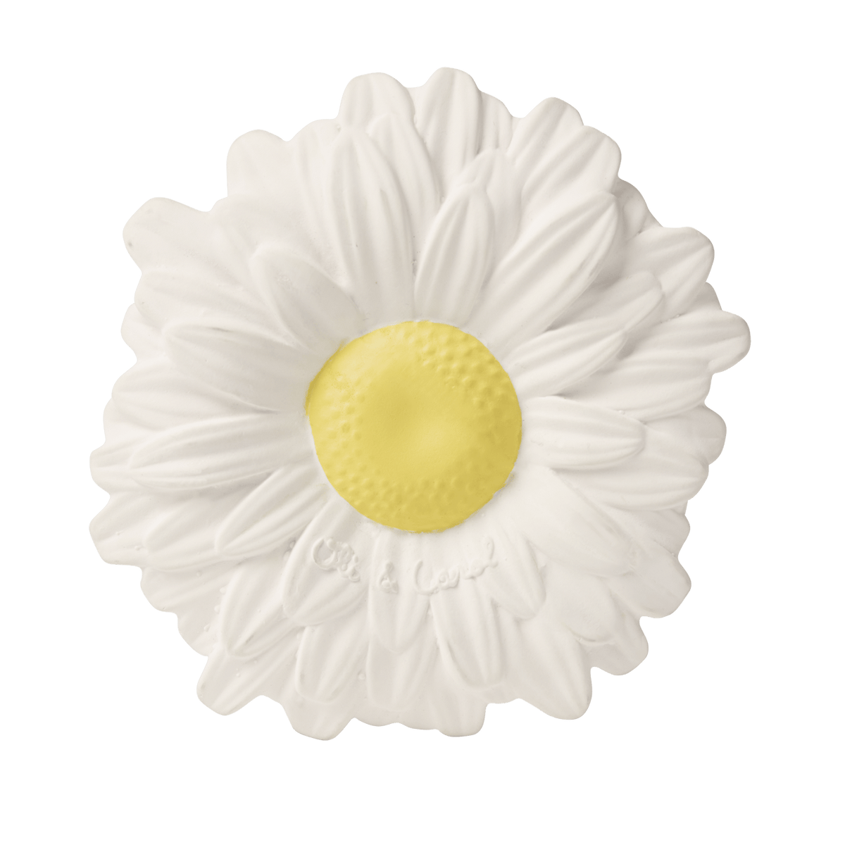 Margarita the Daisy