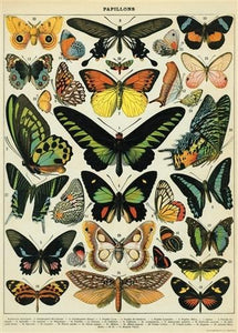 Butterflies Decorative Paper