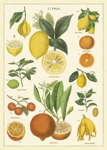 Citrus Chart Decorative Paper