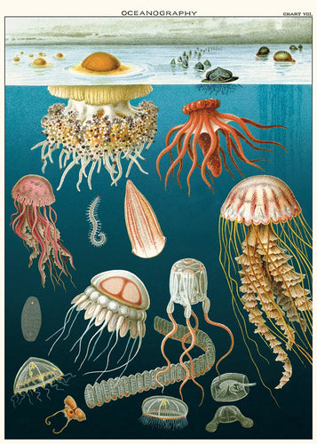 Jellyfish Decorative Paper