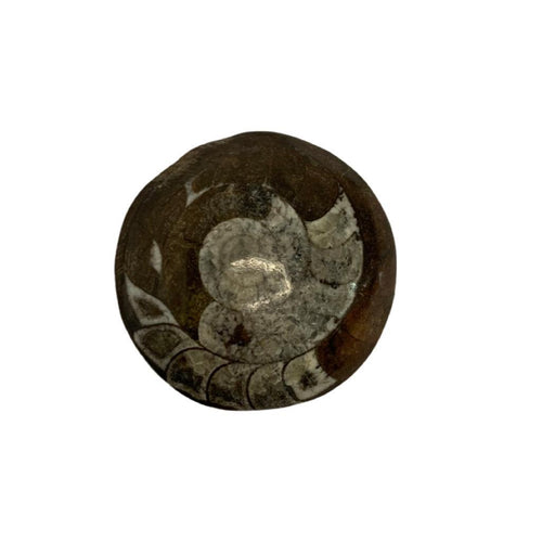 Ammonite, Fossilized