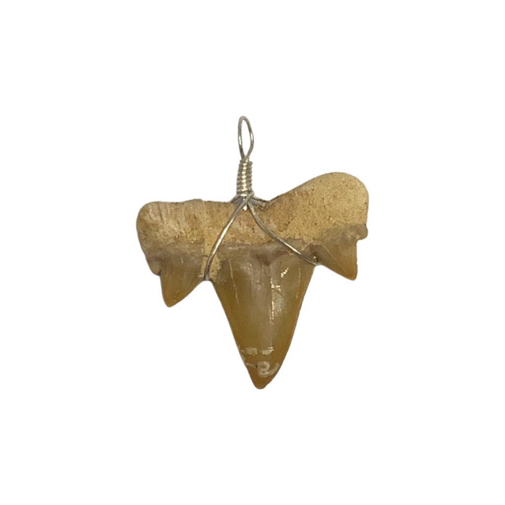Shark Tooth With Silver Fitting