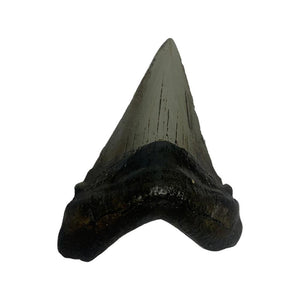 Shark Tooth Cacharodon