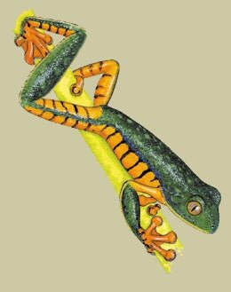 Amphibians Wildlife Guide