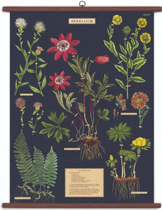 Herbarium Vintage School Chart