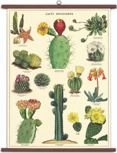 Cacti and Succulents Vintage Style School Chart